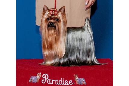 Grand Champion Paradise Party On