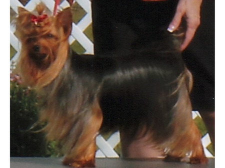 Champion Pardise Flashin’ My Style