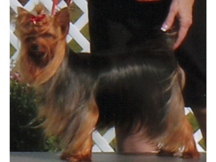 Champion Pardise Flashin’ My Style