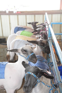 Goat Sheep and Swine Show 2018 8145.jpeg