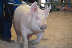 Goat Sheep and Swine Show 2018 7994.jpeg