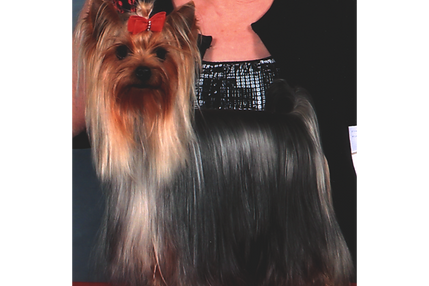 Champion Paradise Don’t Make Me Blush