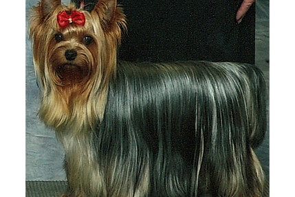 Champion Paradise Let’s Not Be Jaded