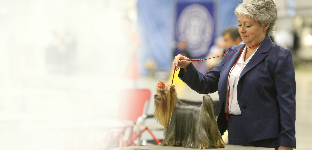 Crystal Messersmith showing a Paradise Yorkie