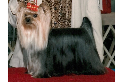 Champion Paradise Stolen Jewel