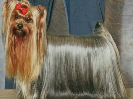 CH Paradise Hooray for Hazel