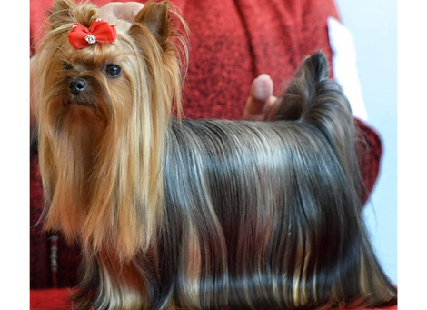 Grand Champion Silktree’s Got An Angel From Paradise