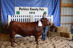 Beef Show 20188682.jpeg