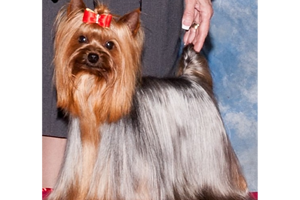 Grand Champion Paradise Royal Heir