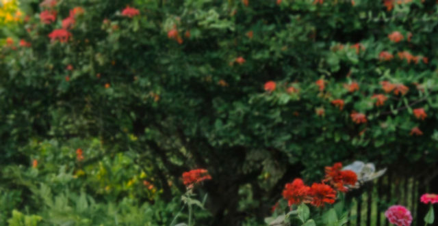 Leslie Extended Florals_edited.jpg