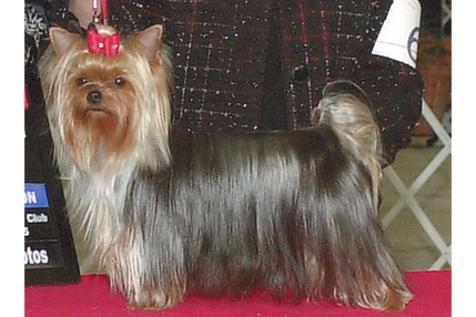 Champion Paradise Let Mercy Reign