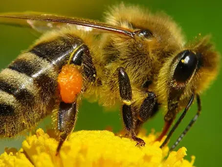 INFORME: ABEJAS NATIVAS