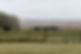 Pasture Raised Beef .jpeg