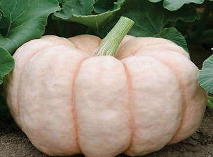 porcelain doll pumpkin