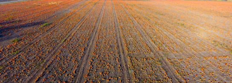 sea of orange pumpkins at Minnesota's largest pick your own pumpkin patch