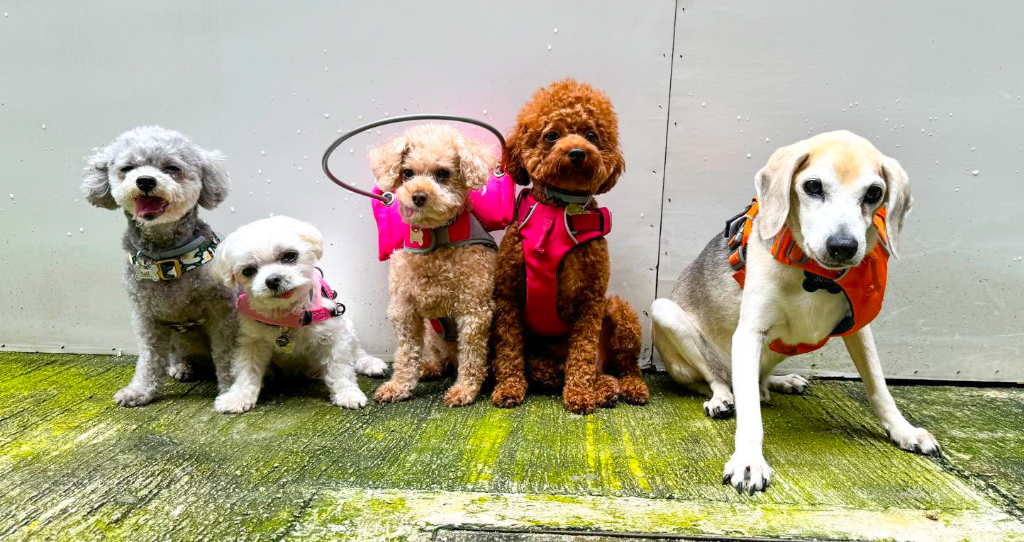 Writer: The Pet Temple 