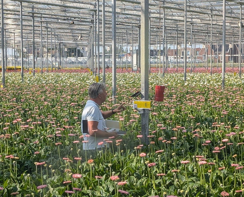 Fraveye installation in gerberas