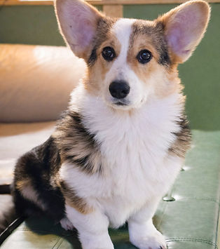 Pembroke Corgi