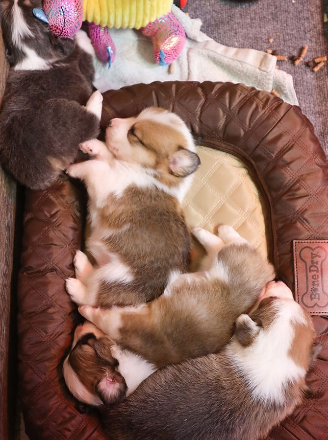 Corgi puppies
