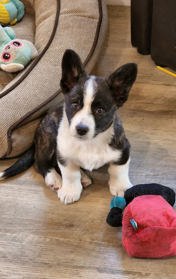 Corgi Puppies