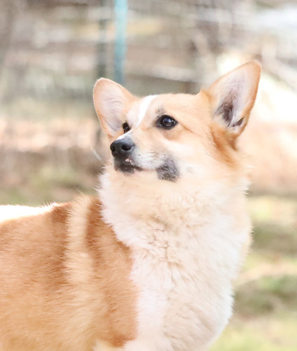 Pembroke Corgi