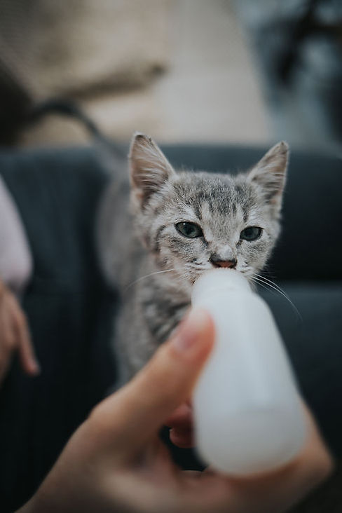 Kitten drinking milk from a bottle