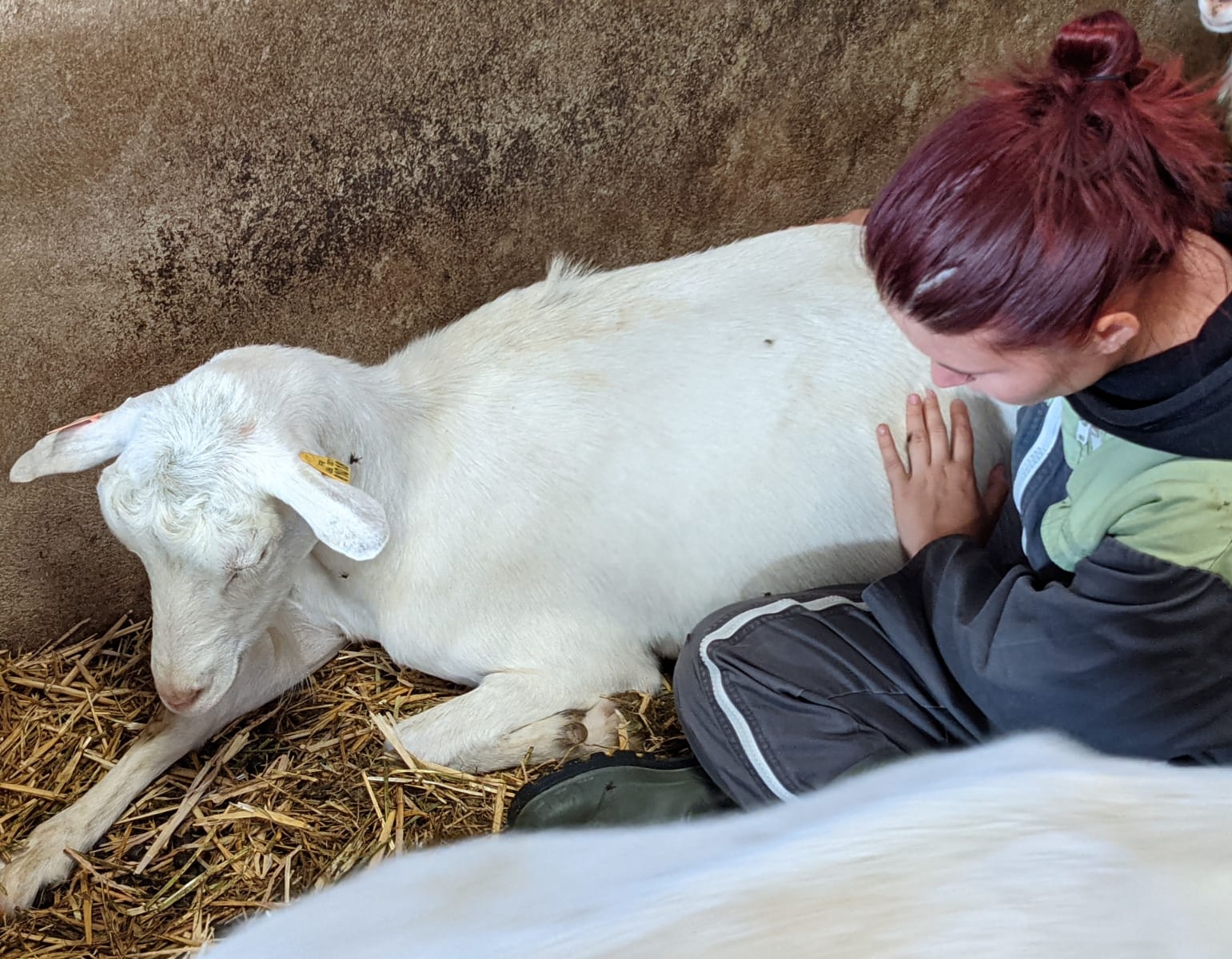 ©ISOstéo Lyon - Ostéopathie Animale - chèvre