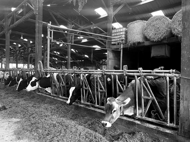 ISOstéo Lyon - École d'Ostéopathie - Formation d'Ostéopathie Spécialisation Animale pour les Ostéopathes D.O