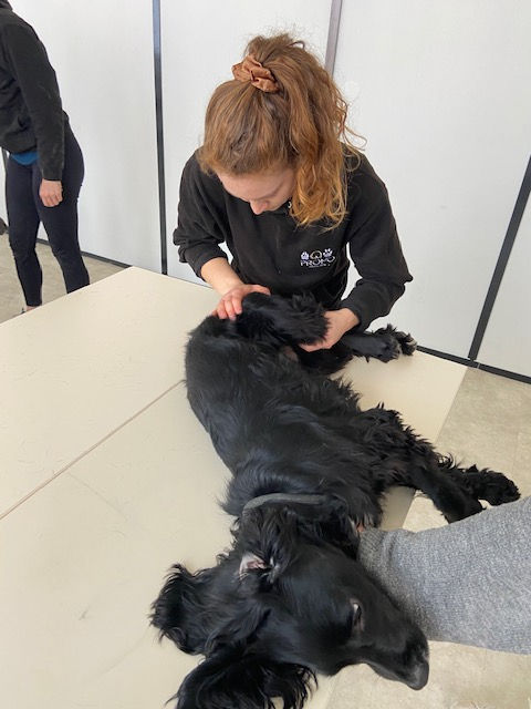 ISOstéo Lyon - École d'Ostéopathie - geste ostéopathique chien