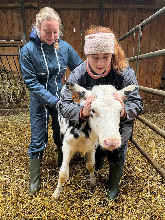 ISOstéo Lyon - École d'Ostéopathie - geste ostéopathique vache - tête