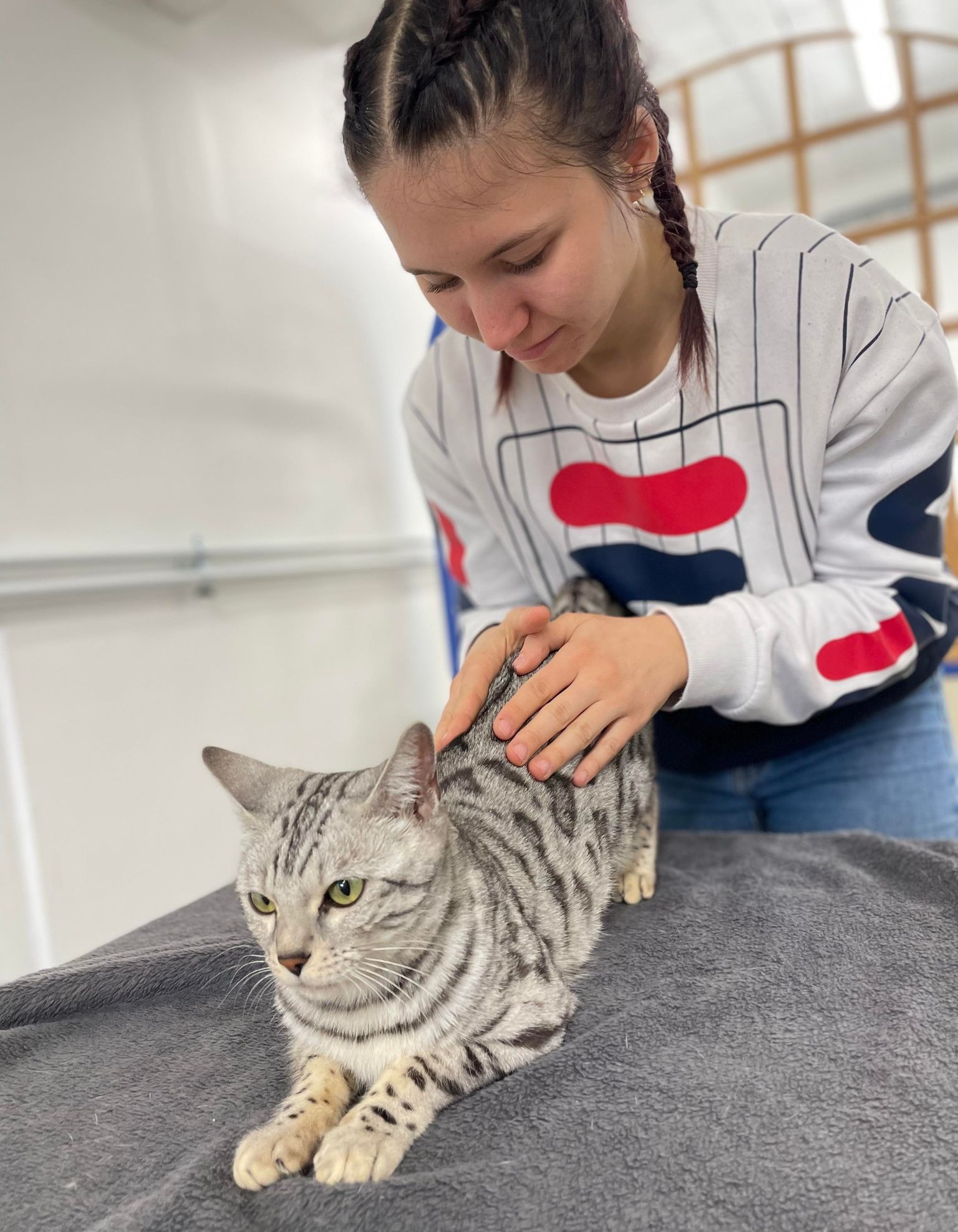 ©ISOstéo Lyon - Spécialisation Ostéopathie Animale - chat