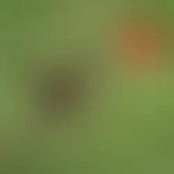 The Year of the Hummingbird: Why 2026 Is the Perfect Time for Small Businesses to Refresh Their Website