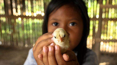 GPiL chicken coop.png