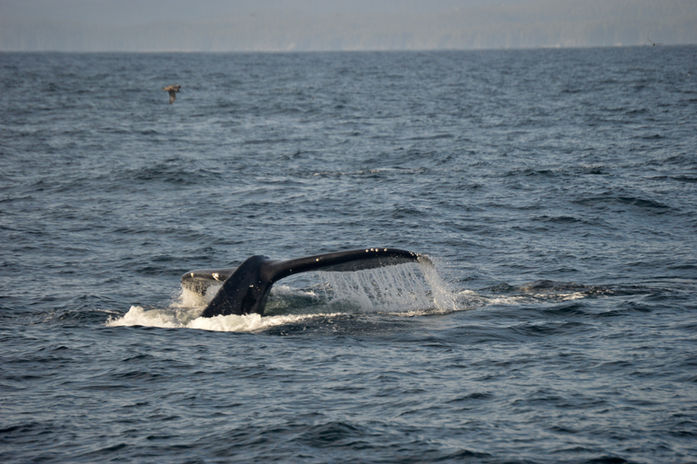 Humpback Photo_ Elizabeth Robinson