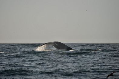 DSC_0482.jpg