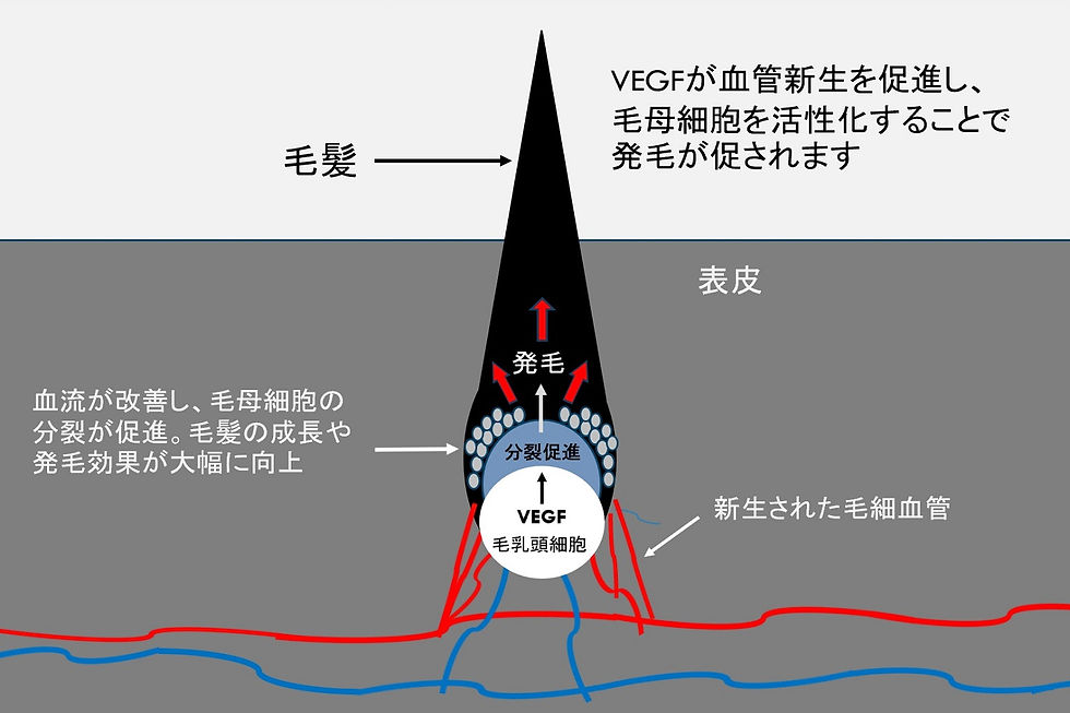 nano5x VEGF 血菅新生因子 ゴースト