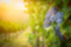 istockphoto-1170353589-612x612.jpg