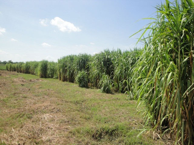 Canoppia Pipeline - Mexico.jpg