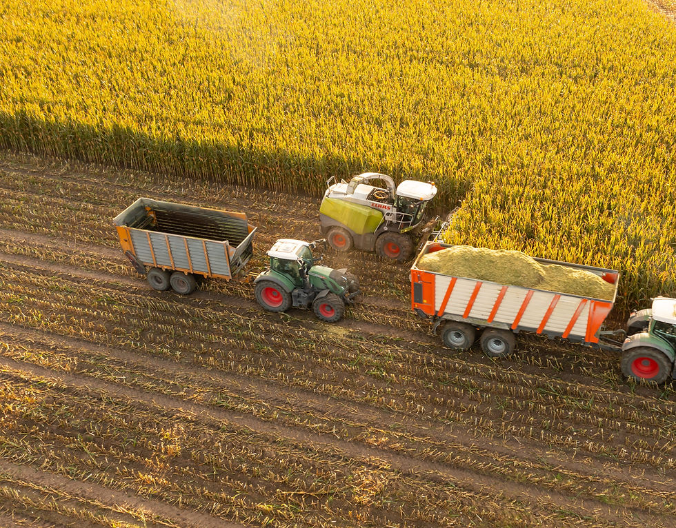 Harvest_silage_maize - Shutterstock.jpg