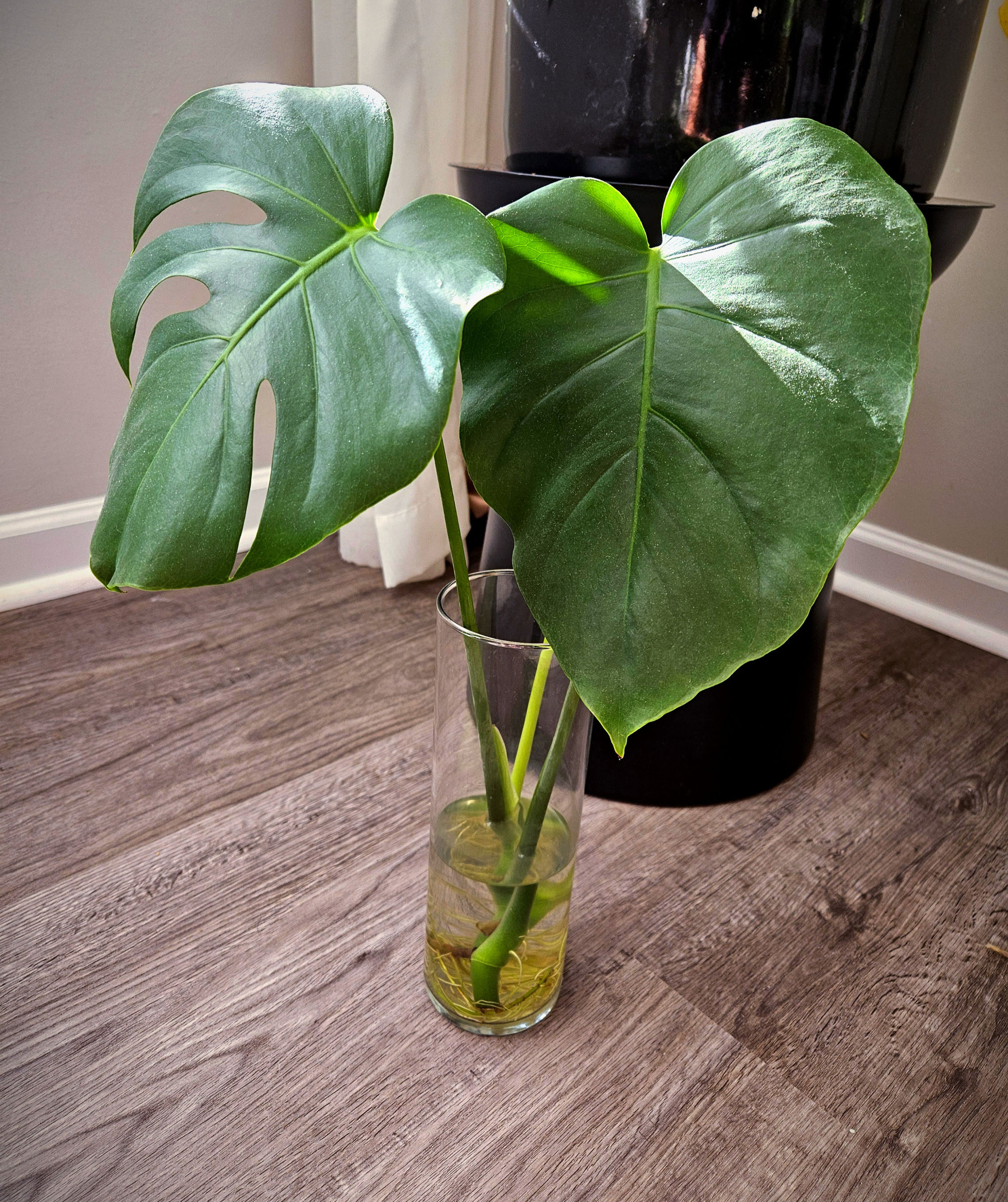 Rooted Monstera Deliciosa Cutting