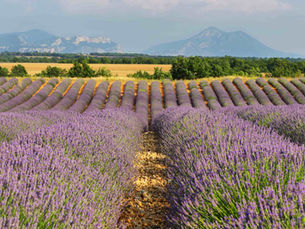 Comment organiser un teambuilding professionnel réussi en Provence ?