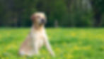 Adoption de chien à aix en provence
