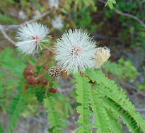 Lysiloma latisiliquum (1).JPG