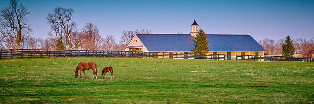 bigstock-Thoroughbred-Horse-Grazing-At--413892791.jpg
