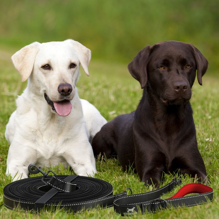 dog leash 3d render lifestyle