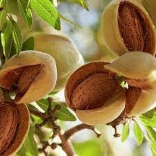 Is This Pharmaceutical Grade Seed in Your Kitchen Cabinet?