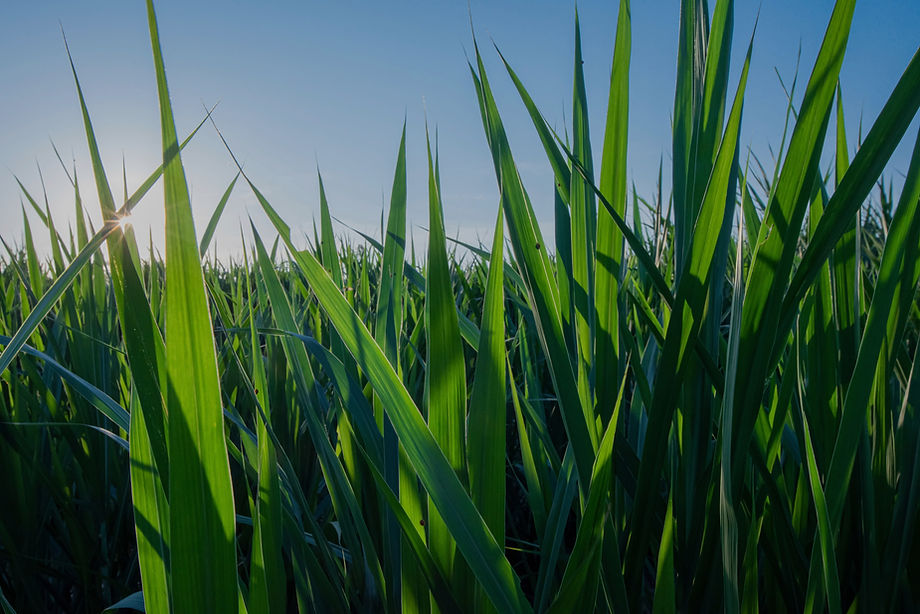 Napier Grass_edited.jpg