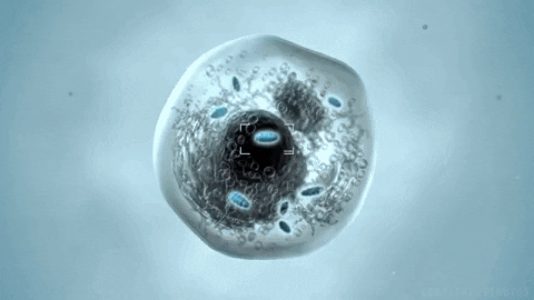 From KlickPin CF Mitocondrias características generales funciones partes _ Celula eucariota Celulas Mitocondria (1).gif