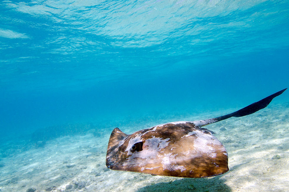 Exploring the Great Barrier Reef - Part 1