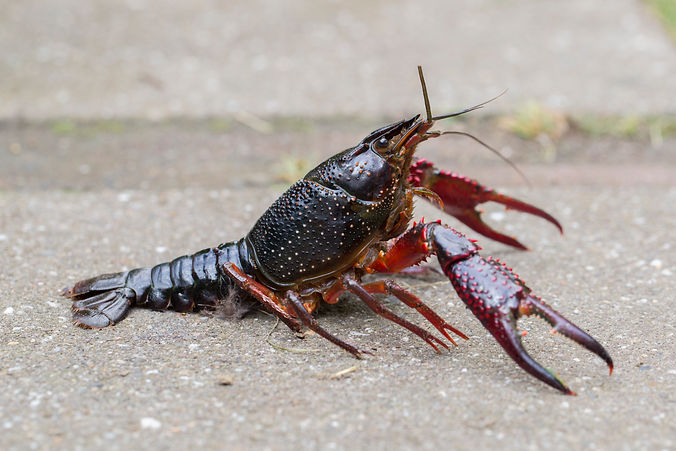 Ejemplar de langostilla roja de río